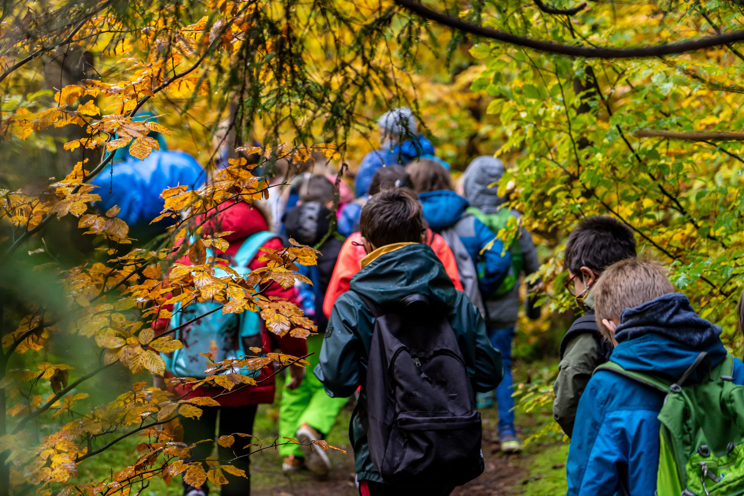 Schulausflug / Wandertag: Schulklasse wandert im herbstlichen Wald